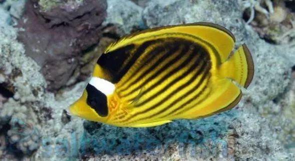 海缸珊瑚的饲养,海缸新手入门详细教程及注意事项