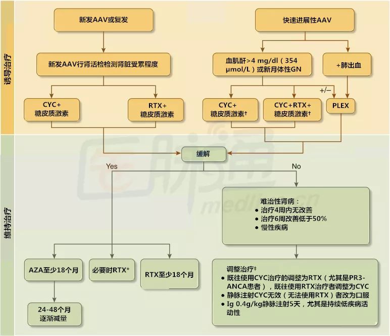 anca相关性血管炎最新指南,anca相关性血管炎肾损伤能活多久