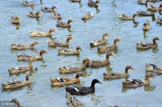 最新水禽养殖技术,水禽养旱新模式