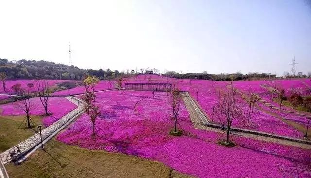 武汉六大湿地公园,百湖之市武汉