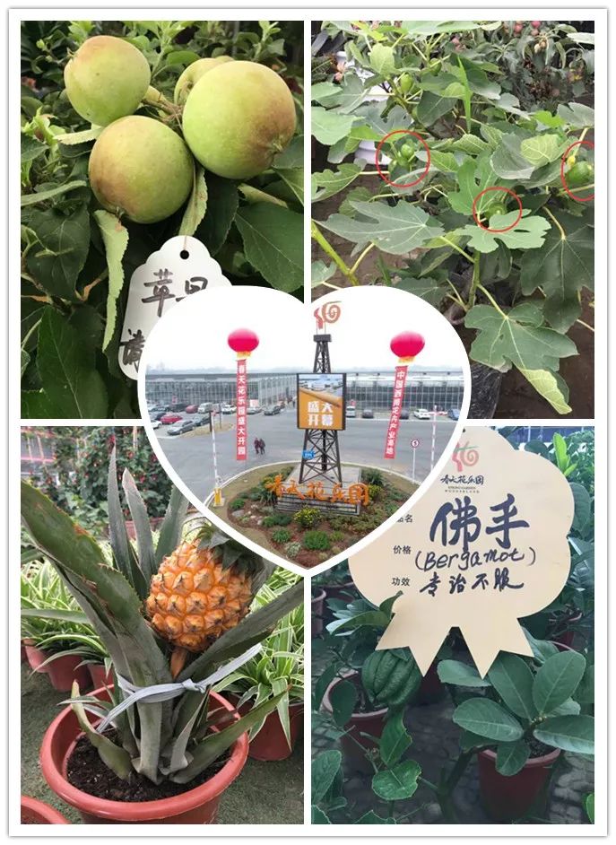 花市买花推荐,今年的花市在哪里逛