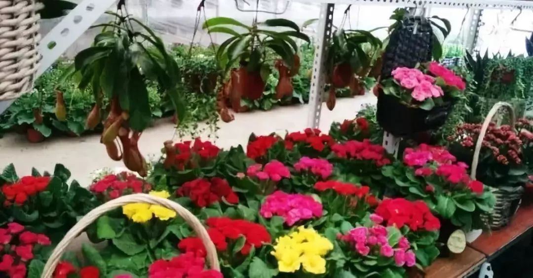 今年的花市在哪里逛,周末去花市买花