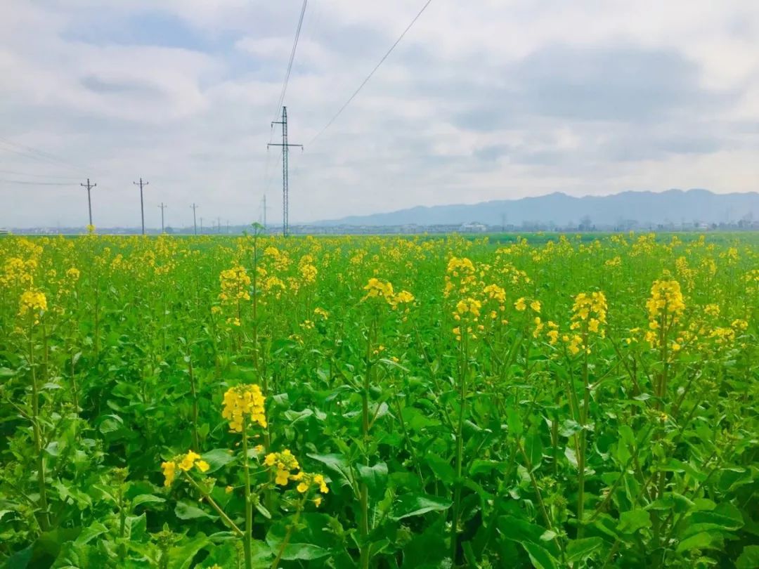 这些东西统统免费却让人幸福感爆棚！有多少秀山人享受到了？