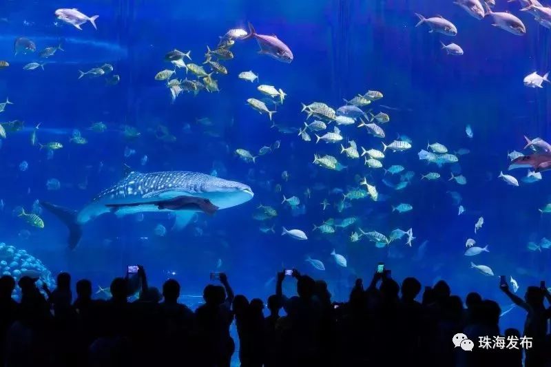 定了！石家庄将首开至珠海、嘉兴方向高铁，一路都是好风景