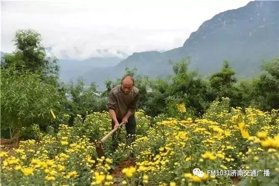 春季养生清肝食物大全图片,春天清肝火明目的食物