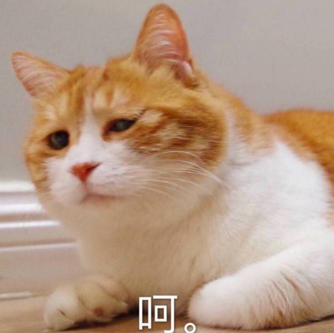 有猫有狗怎么喂粮,有猫有狗好不好