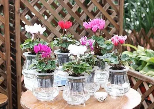 适合厨房种植的植物水培,哪些作物可做水培盆栽养殖