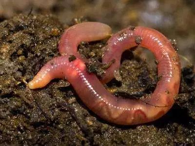 世界上最珍贵的蚯蚓,蚯蚓真的能排出那么多蚯蚓粪