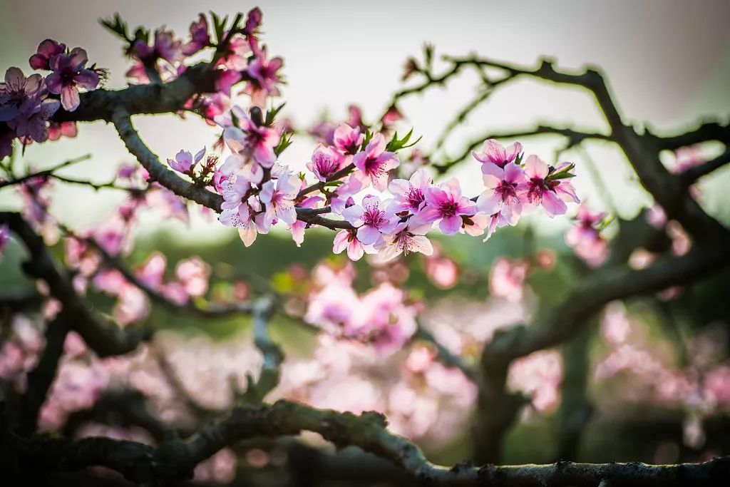3月花期将至,人均200拿下隐居旗下成都地标旁酒店,一天5顿不重样!