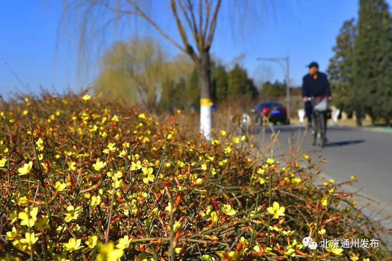 美得不像话！通州玉兰花开早腊梅绽放报春来
