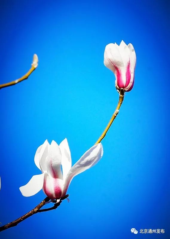 美得不像话！通州玉兰花开早腊梅绽放报春来