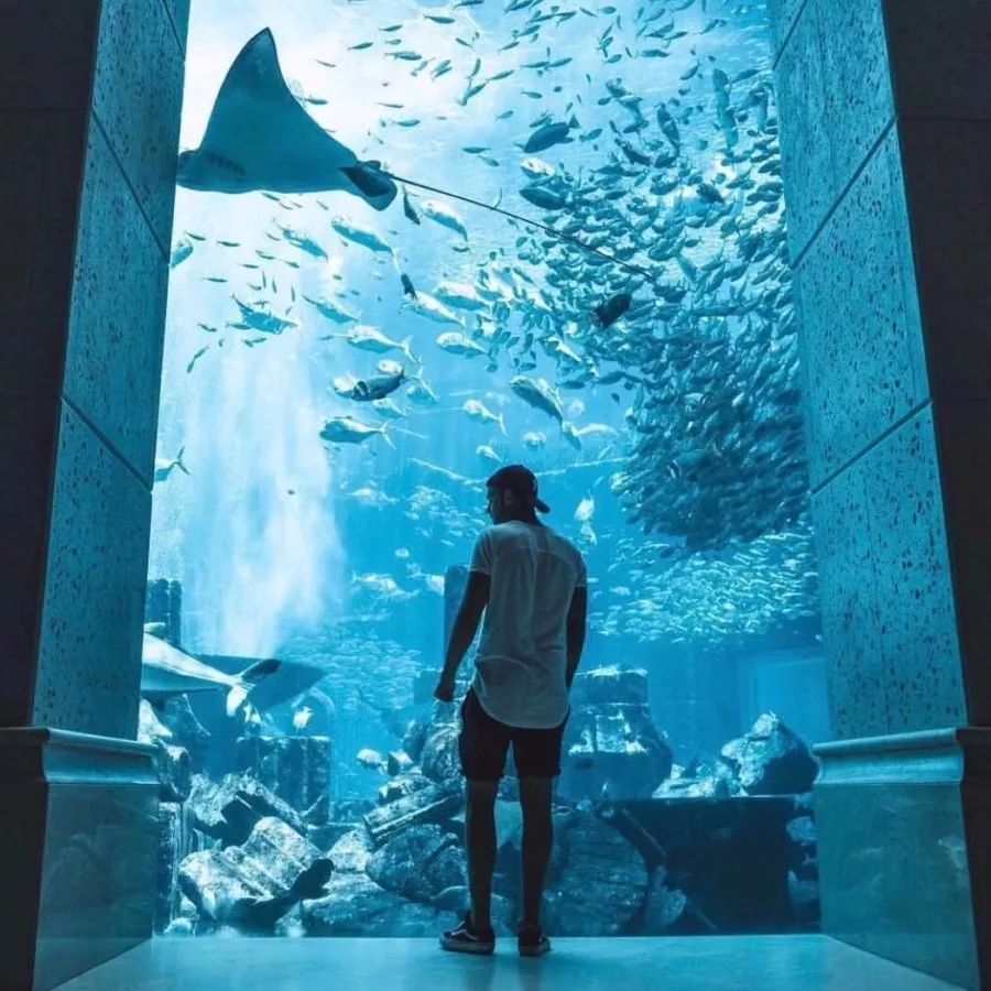 阿拉伯外贸专员招聘,阿拉伯联合代表团来华人员