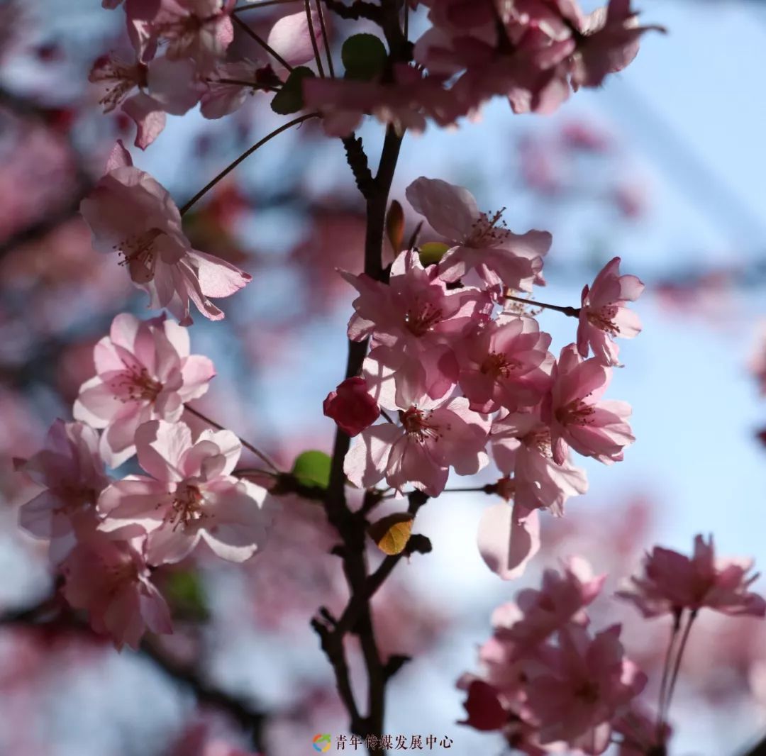 海棠与樱花的区别在哪里,海棠樱花桃花怎么区分
