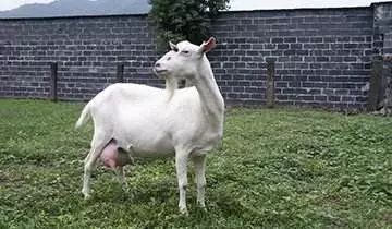 羊品种视频大全,福克羊品种大全