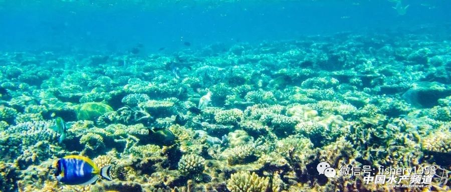 海洋珊瑚保护与修复,保护珊瑚现在的进展