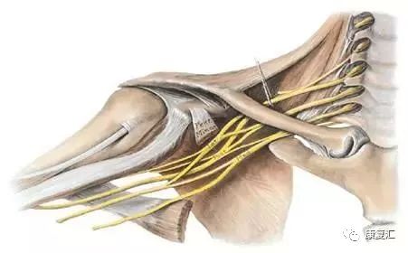 臂丛神经损伤诊治进展,臂丛神经损伤的民间偏方