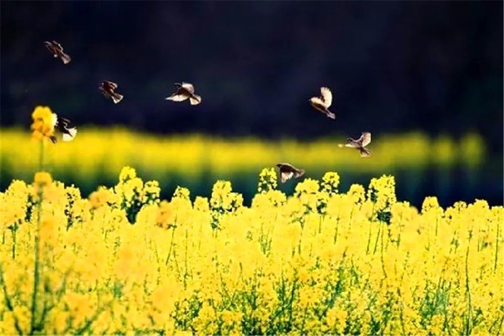 景观花海攻略,花海踏春旅游景点