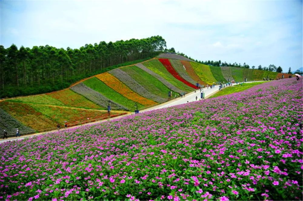 景观花海攻略,花海踏春旅游景点