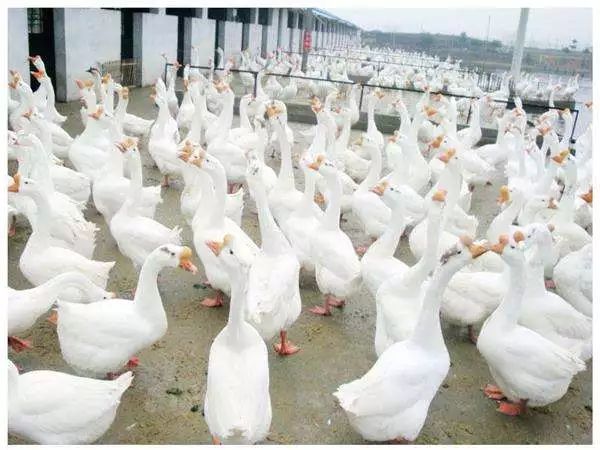 养鹅行情分析及前景,养鹅行情不好的时候怎样赚钱