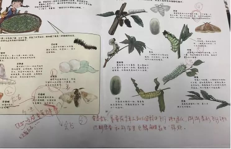 田野里的自然历史课读后感五年级,田野里的自然历史课pdf百度云