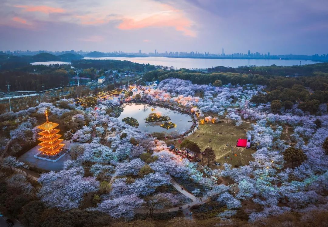 央视武汉樱花,央视新闻一起来看武汉樱花