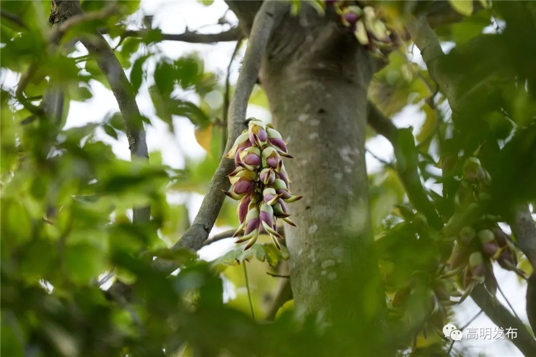禾雀花美翻三月天,禾雀花盛开美翻三月天