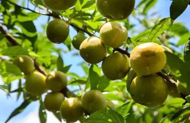 统景温泉除了泡温泉还可以干嘛,统景温泉游玩