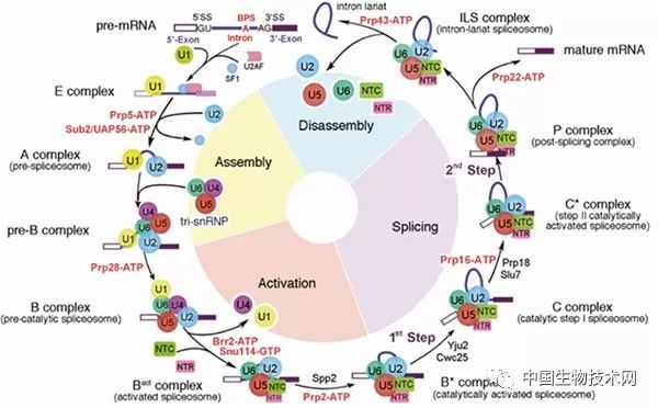施一公课题组,施一公团队科研日常