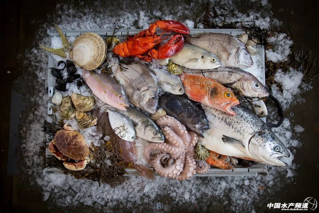 速冻和新鲜海鲜区别,速冻海鲜不新鲜吗