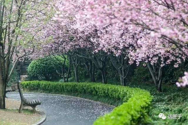 万花丛怎么拍照,万花丛中拍照技巧