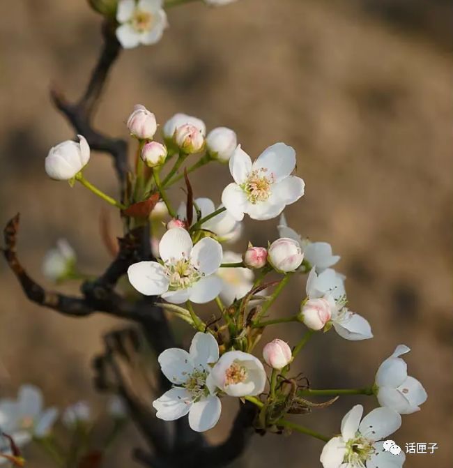 万花丛中,拍照选哪枝?话匣妹手把手教你过春天