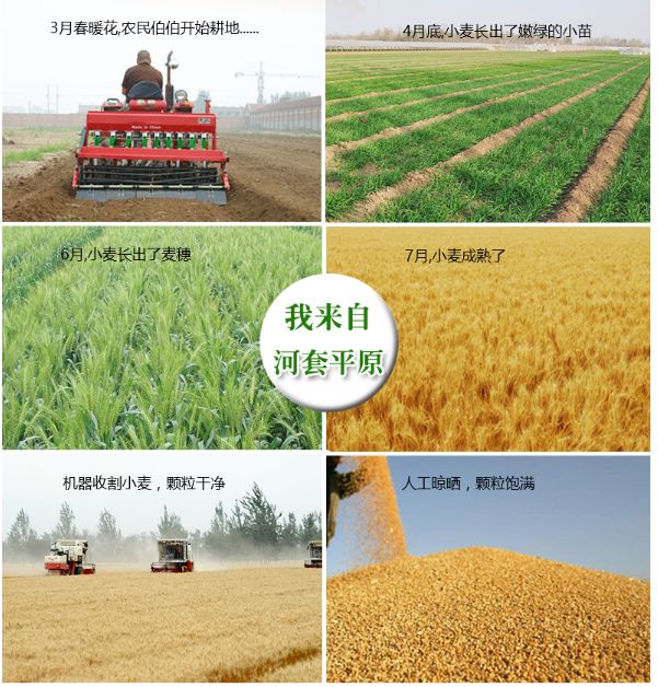 河套小麦知识,河套小麦为啥好