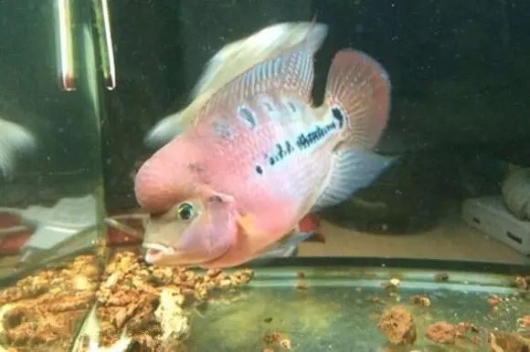 闆岄泟楸肩殑姝ｇ‘閰嶅鏂规硶,绉嶉奔濡備綍閰嶅