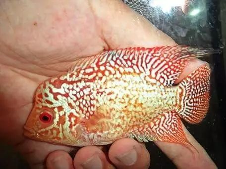 闆岄泟楸肩殑姝ｇ‘閰嶅鏂规硶,绉嶉奔濡備綍閰嶅