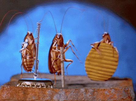 灭蟑螂最有效的话,怎样有效灭蟑螂且对人无危害