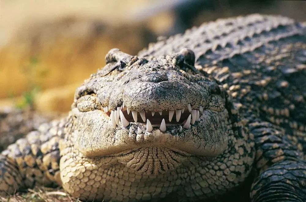 牛油果的世纪大骗局,牛油果骗局被揭开不是健康食品