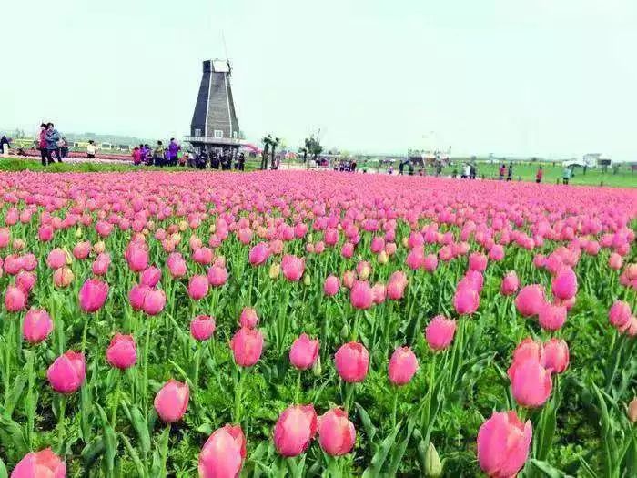 镇江春天一定要做的25件事，别辜负了大好*光春**！