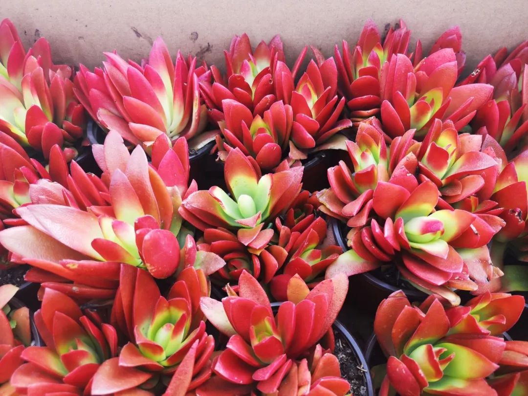 西安最大花卉交易市场,西安朱宏路丰产路巨坤花卉市场