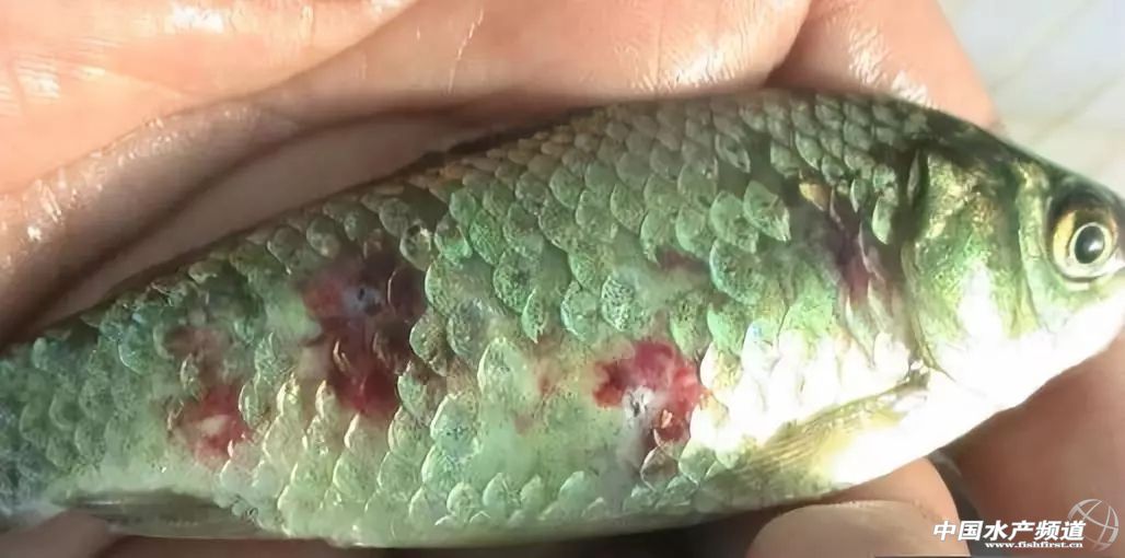 鱼疥疮病原因,鱼痘疮病怎么治疗