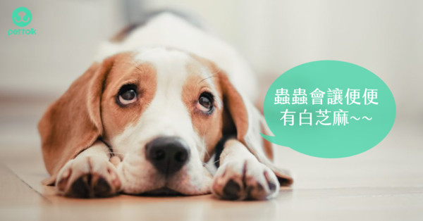 小孩大便里有细小的虫是什么原因,小孩的粪便有小白虫