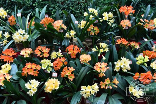 十五届长春君子兰节开幕式,第十七届中国长春君子兰节