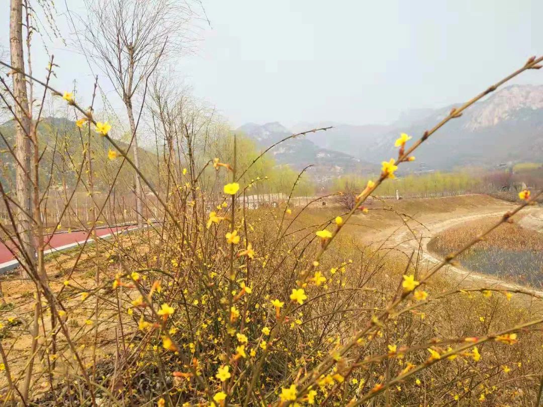 正当时莲花山踏青,莲花山赏花要预约吗