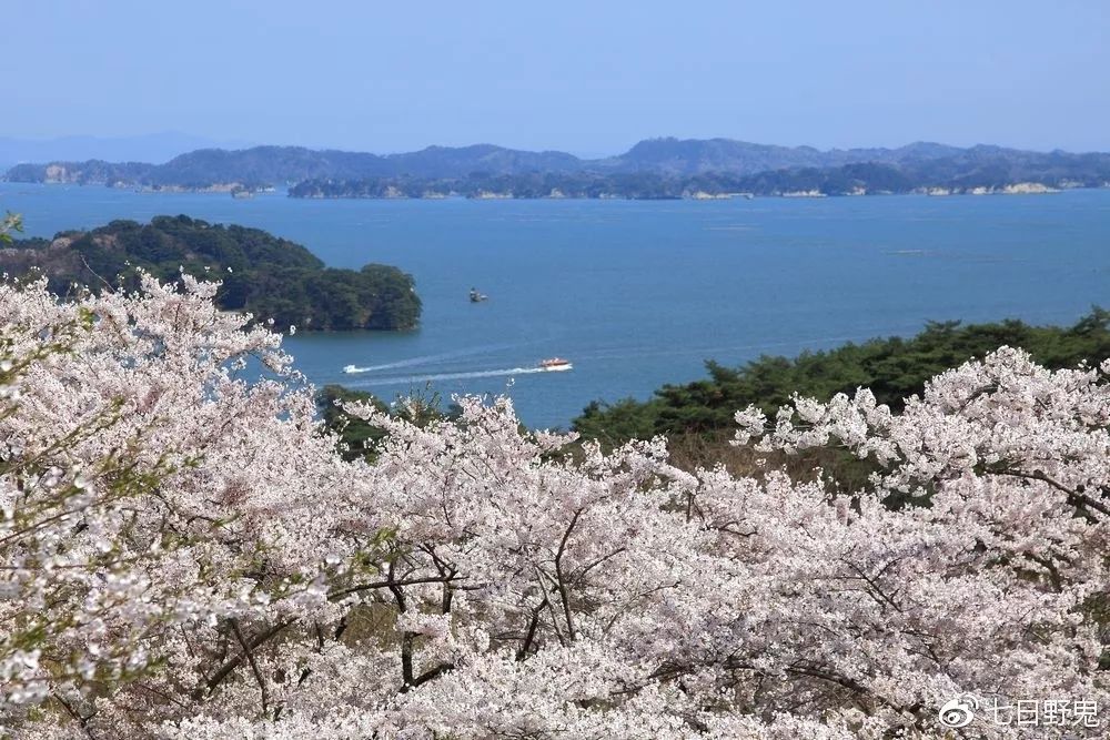 2019年日本大赏排行榜,2018全日本赏樱花旅游攻略