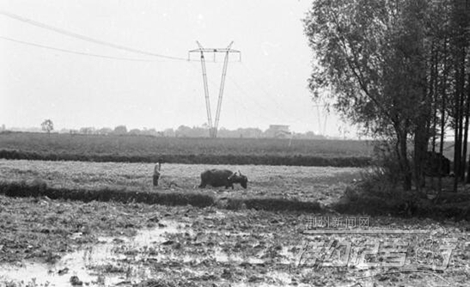 特约记者行最新视频,特约记者行俯瞰荆州醉美油菜花海