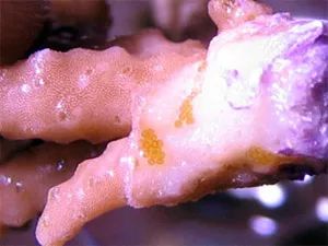 parasites寄生虫,sps虫