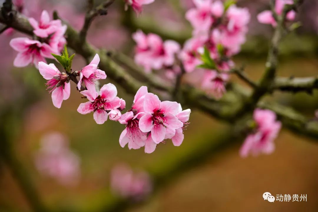 贵阳什么地方桃花开了最美,贵阳桃花盛开的地方