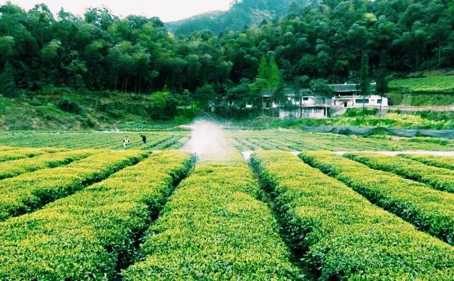 风月无边,茶事正好!这几座茶园里,藏着湖北最美的春天