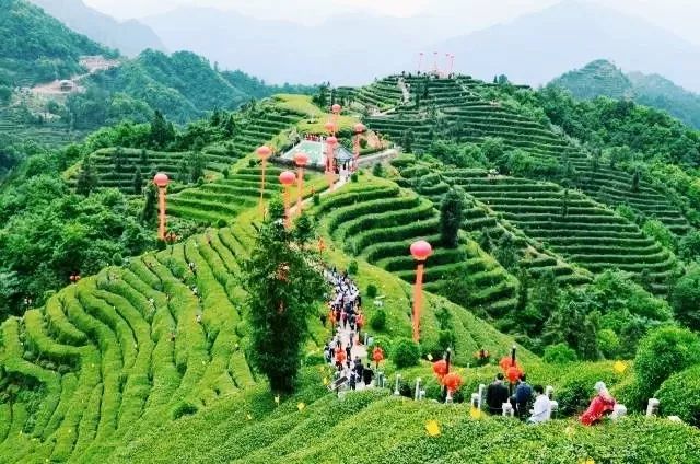 风月无边，茶事正好！这几座茶园里，藏着湖北最美的春天