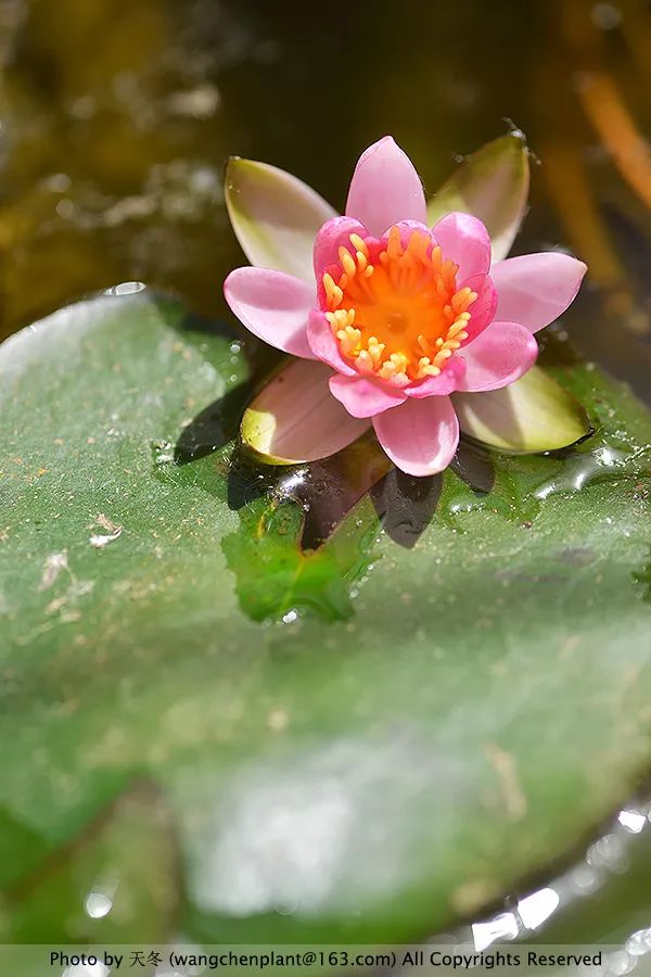 微型睡莲的品种及图片介绍,冬季适合种植的睡莲