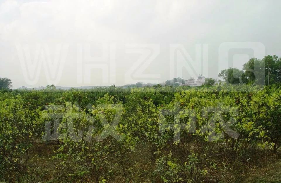 预防黄龙病有什么禁用药吗,沃柑黄龙病用什么药预防